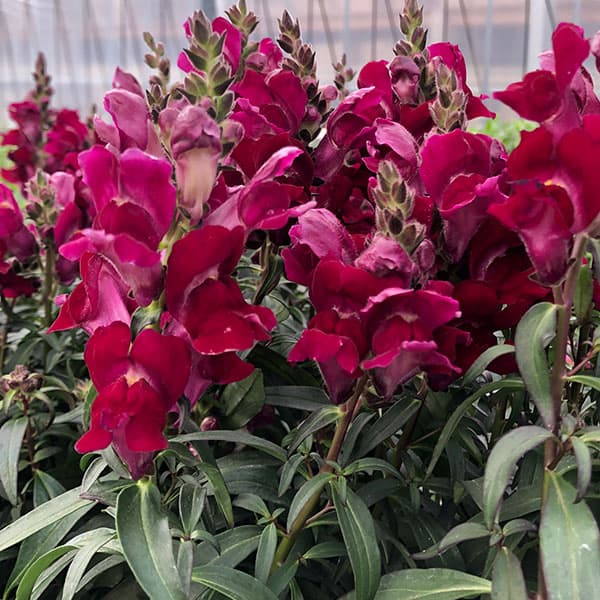 楽天市場】宿根金魚草苗（キンギョソウ）シルバーピンク 3.5号苗（b06