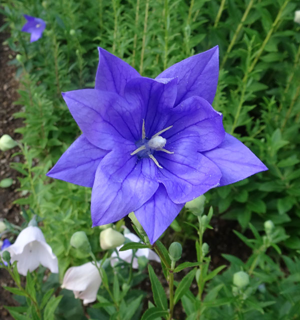 楽天市場】桔梗 八重咲ピンク キキョウ 花苗 販売 通販 種類 : 母の日