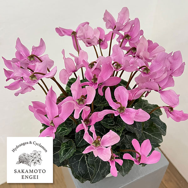 楽天市場】シクラメン☆レジーナ「サーモンピンク」（5寸）【日にち