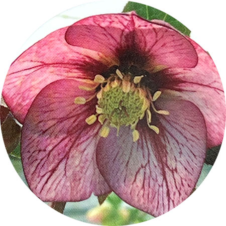 楽天市場】原種系クリスマスローズ ボッコネイ 芳香種 5.5号