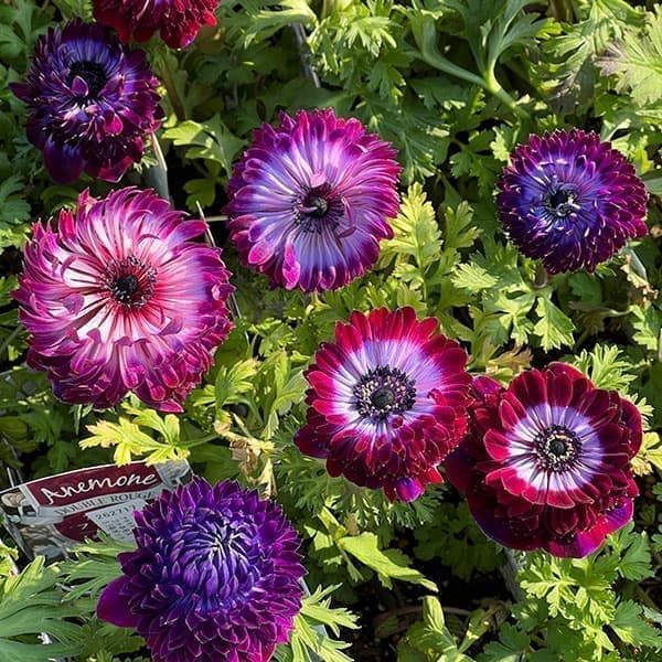 楽天市場】アネモネ「アンアリス」”プレミアム” ミックスカラー2年生