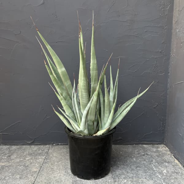 楽天市場】観葉植物：アガベ アテナータ*8号プラポット 現品をお届け