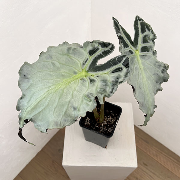 観葉草木/アローカシア：ヴェノム 4号鉢植え26-06
