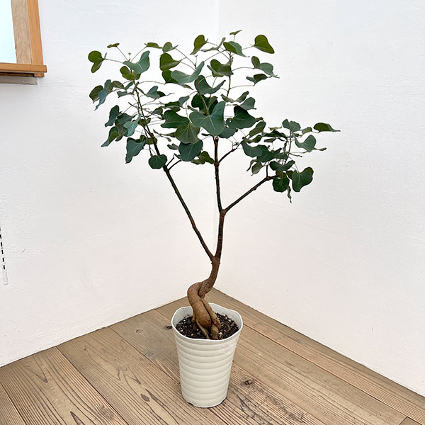 観葉植物 ブラキキトン 195cm 観葉植物 ブラキキトン 195cm
