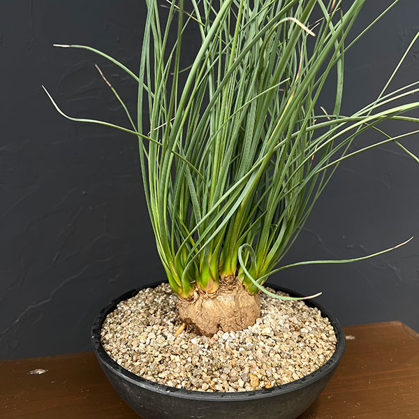 観葉植物/カリバナス：フーケリー 6号鉢植え26-01｜園芸ネット プラス 21,571円