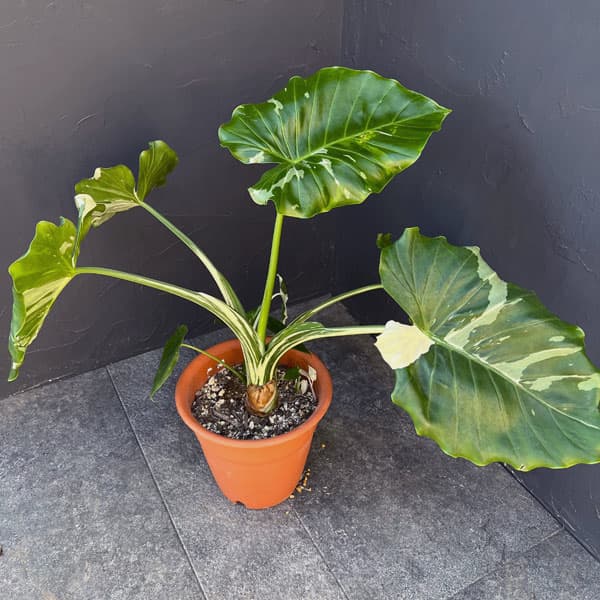 楽天市場】【現品・現物】斑入りクワズイモ クワヅイモ 10号 : 松や