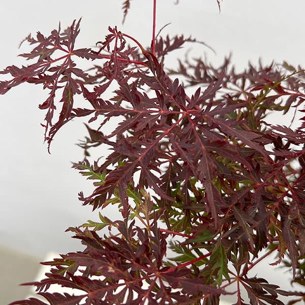楽天市場】ベニシダレモミジ（紅枝垂れ紅葉） 4.5号 (e12) : 千草園芸