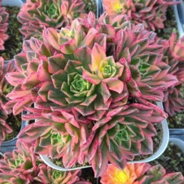 楽天市場】観葉植物：アエオニウム メデューサ錦*5号 メデューサ