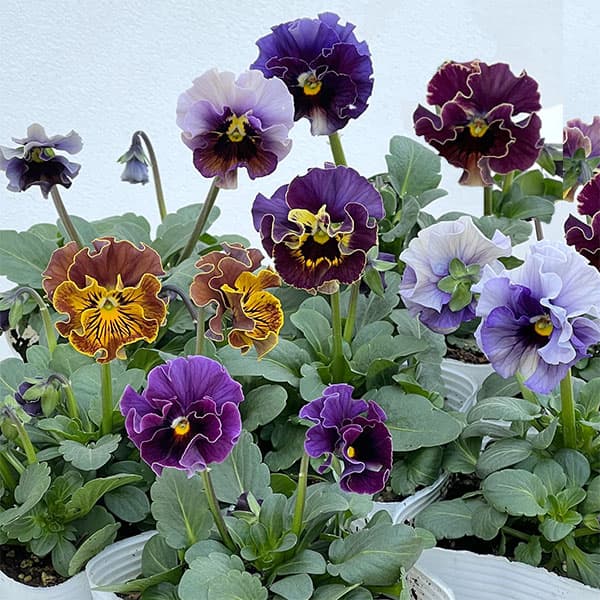 楽天市場】草花の苗/パンジー：フェデネージュ モネ 積みわら3-3.5号