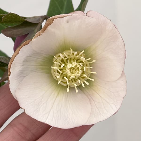 楽天市場】珍しい クリスマスローズ原種 リグリクス苗/販売/通販/種類