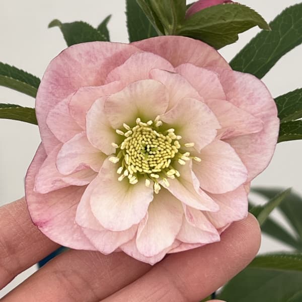 楽天市場】クリスマスローズ原種・トルクァツス苗ボスニアtor3/販売