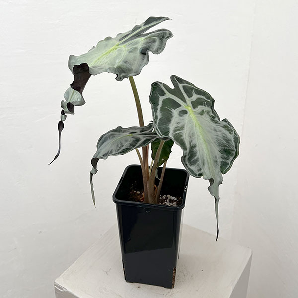 観葉草木/アローカシア：ヴェノム 4号鉢植え26-07