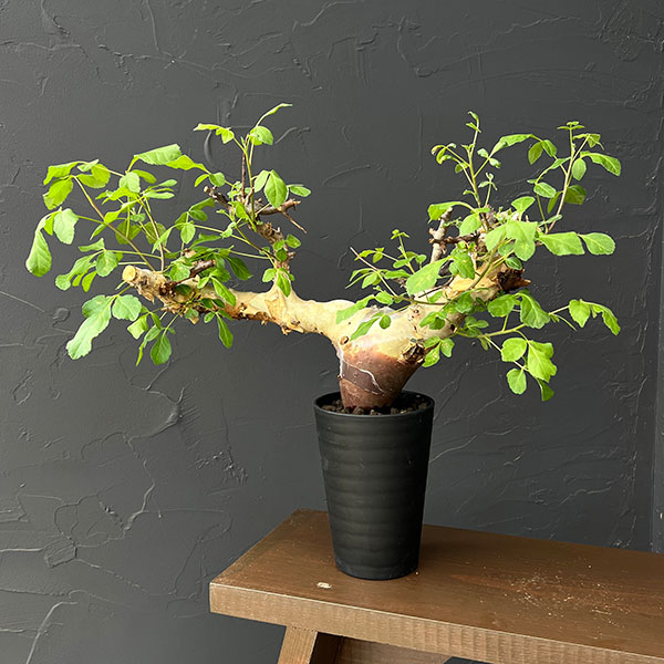 観葉植物/コミフォラ:カタフ ターカネンシス3.5号鉢植え26-01|園芸ネット プラス