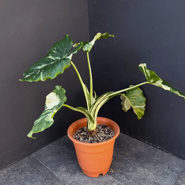 楽天市場】おしゃれ 観葉植物：クワズイモ3本寄せ*プラポット 大型