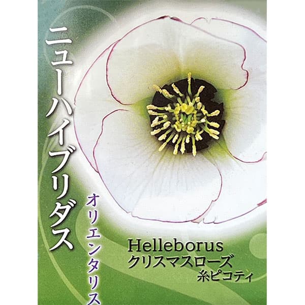 楽天市場】原種系クリスマスローズ ボッコネイ 芳香種 5.5号