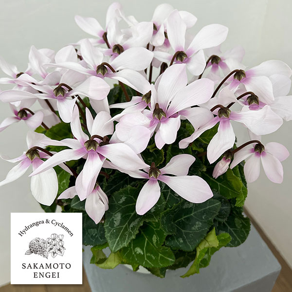 タジトウ【ギフト用】シクラメン『レジーナ・サーモンピンク』２鉢♪ 楽天市場】シクラメン☆レジーナ「サーモンピンク」（5寸）【日にち