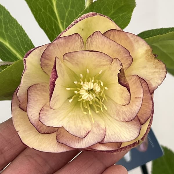 楽天市場】珍しい クリスマスローズ原種 リグリクス苗/販売/通販/種類