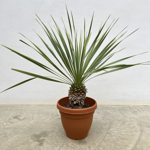 楽天市場】観葉植物/ユッカ：ロストラータ 6号鉢植え : 園芸ネット プラス
