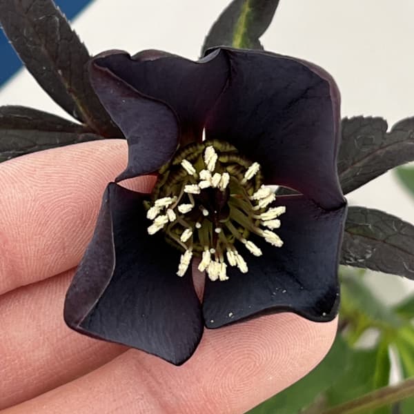 楽天市場】珍しい クリスマスローズ原種 クロアチカスダブル苗/販売