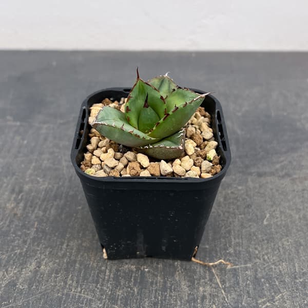 楽天市場】観葉植物/アガベ:リトルシャーク 8号鉢植え : 園芸 楽天市場】観葉植物/アガベ:リトルシャーク 8号鉢植え : 園芸