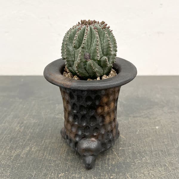 観葉草木/ユーフォルビア：ホリダ梵天 3号瀬戸もの鉢植え26-01 花・観葉植物-花・ガーデン・DIY