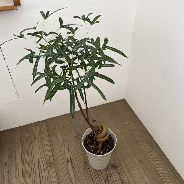 観葉植物 ブラキキトン 195cm