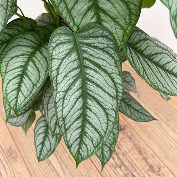 観葉草木/モンステラ：シルテぺカーナ 8号鉢植え