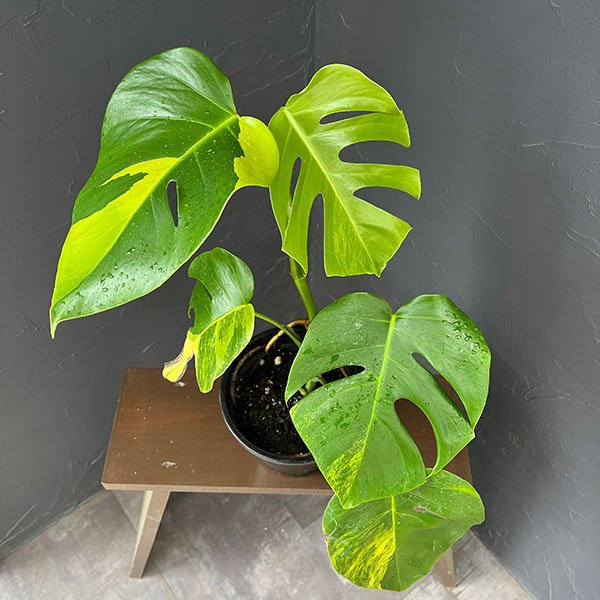 観葉植物/モンステラ：ボルシギアナオーレア（黄斑） 6号鉢植え｜園芸ネット プラス