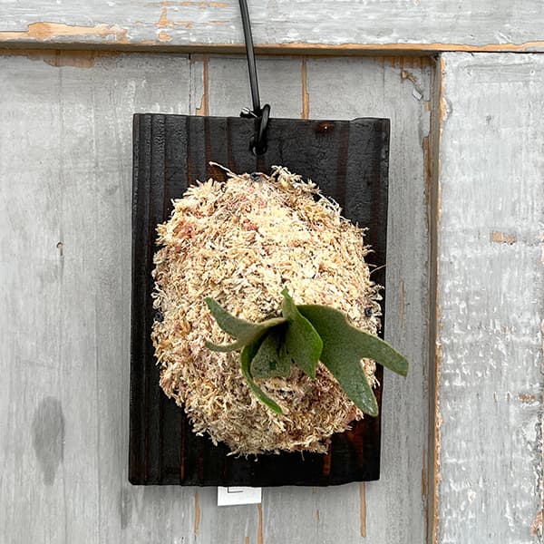 観葉植物/ビカクシダ(コウモリラン):ウィリンキーバクテリア(スポア)板付け|園芸ネット プラス