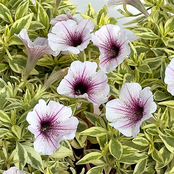 顕花植物の苗/ペチュニア：ミスティカ3-3.5号ポット 12株書き割り