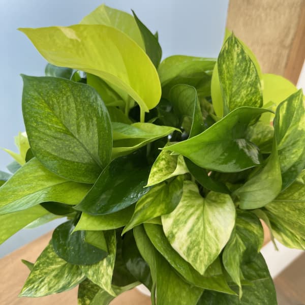 楽天市場】観葉植物/ポトス：AWドリーム 3号ポット : 園芸ネット プラス