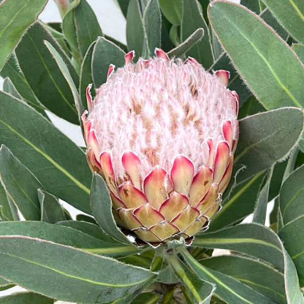 楽天市場】おしゃれ 観葉植物 花苗：プロテア スザーラ*7号