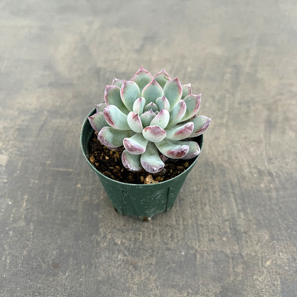 楽天市場】多肉植物 エケベリア（エレガンス：月影） 1鉢 2.5寸