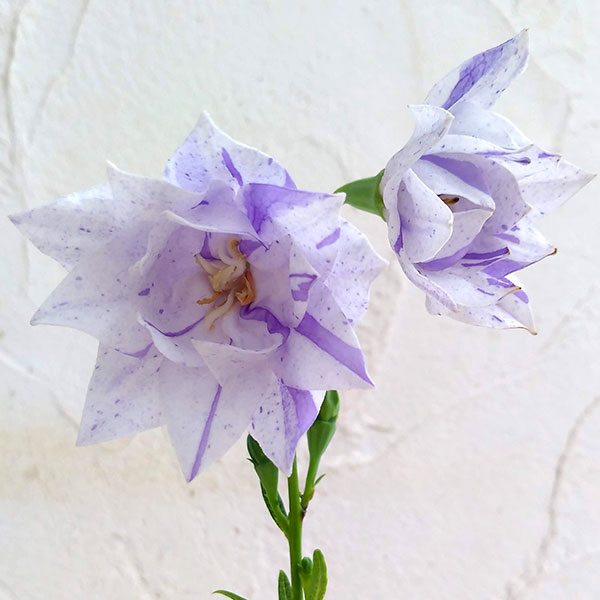 楽天市場】桔梗(キキョウ)苗 高性種 一重咲き 紫絞り咲き 3号苗