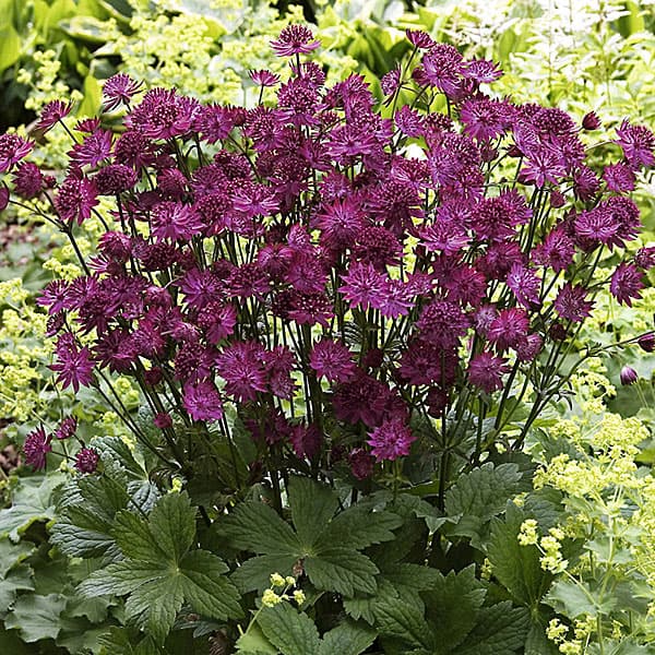 顕花植物の苗/[貨物輸送無料]アストランティア：ベネチア3.5号ポット 12株書き割り