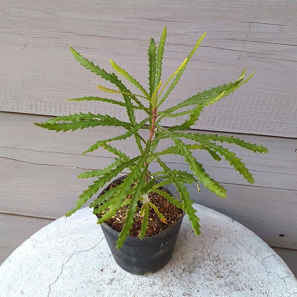 楽天市場】バンクシア スピヌロサ（ヘアピンバンクシア） 4寸ポット