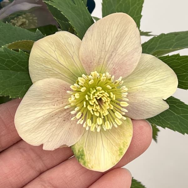 楽天市場】珍しい クリスマスローズ原種 リグリクス苗/販売/通販/種類