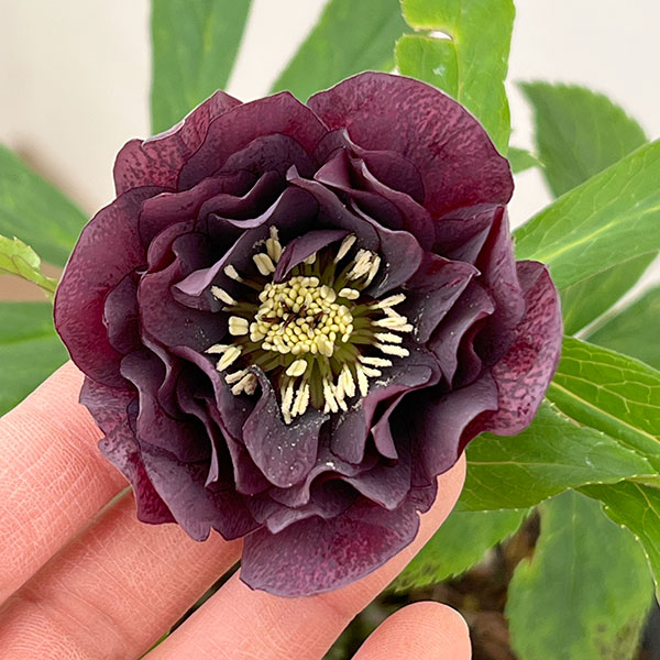 楽天市場】【現品】斑入りクリスマスローズ スノーフィーバー 5号 A496