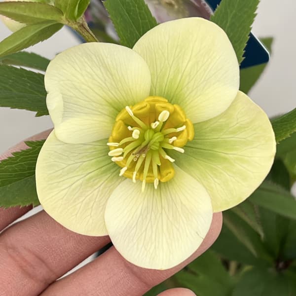 楽天市場】珍しい クリスマスローズ原種 クロアチカスダブル苗/販売