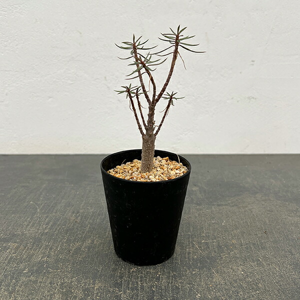 観葉草木/ユーフォルビア：バルサミフェラ 2.5号鉢植え 花・ガーデン・DIY-観葉植物-花・観葉植物