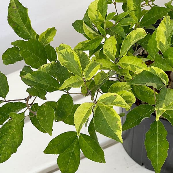 花木 庭木の苗/マルバアオダモ：掃込斑6号ポット