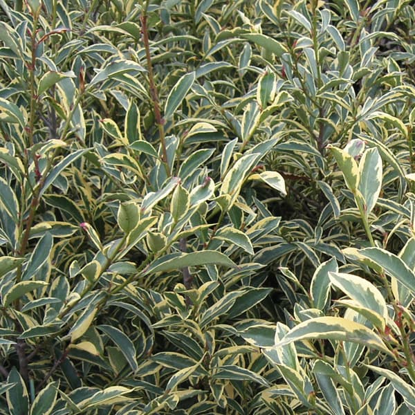 ガーデニング 農業 庭木の苗 サカキ 斑入りサカキ根巻きまたはルートバック樹高1m花 ガーデン Diy 花木花木 庭木の苗 サカキ 斑入りサカキ根巻きまたはルートバック樹高1m 植木 Southernoaksfuneralservice Com ガーデニング 農業 庭木の苗 サカキ 斑入りサカキ根巻きまたはルートバック樹高1m花 ガーデン Diy 花木花木 庭木の苗 サカキ 斑入りサカキ根巻きまたはルートバック樹高1m 植木 Southernoaksfuneralservice Com