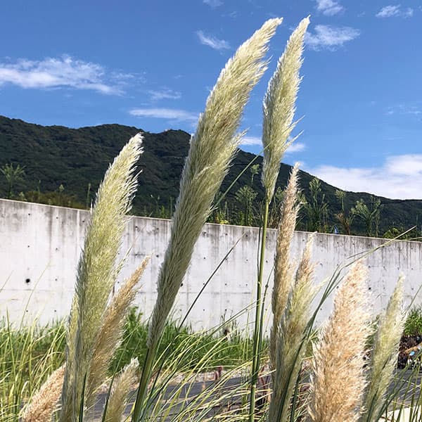 楽天市場】矮性パンパスグラス エビータ 4号ポット苗(J09) : 千草園芸