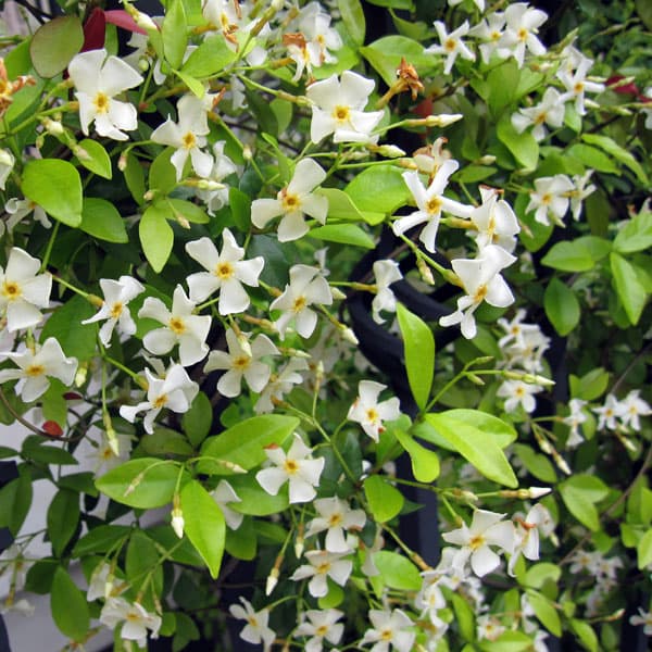 楽天市場 草花の苗 テイカカズラ 白花 3号ポット 園芸ネット プラス