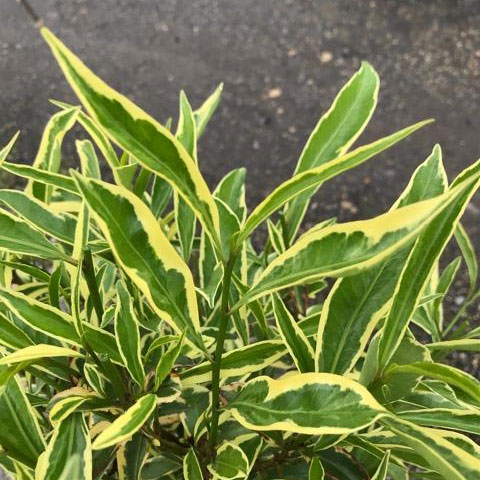 楽天市場 花木 庭木の苗 サカキ 斑入りサカキ7号鉢植え 園芸ネット プラス