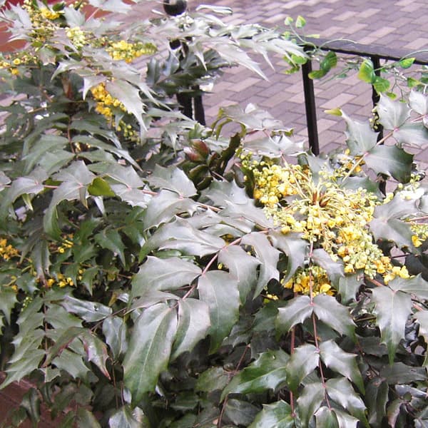 楽天市場】ヒイラギナンテン 苗木 【細葉ヒイラギナンテン