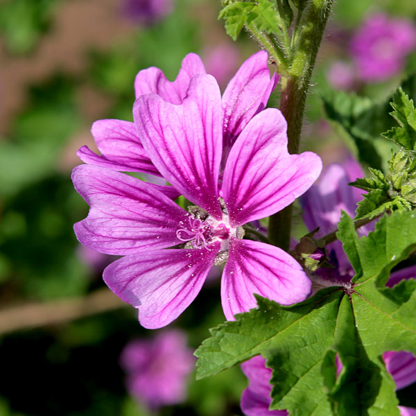 楽天市場 ハーブの苗 マロウ アオイ コモンマロウ3号ポット 園芸ネット プラス