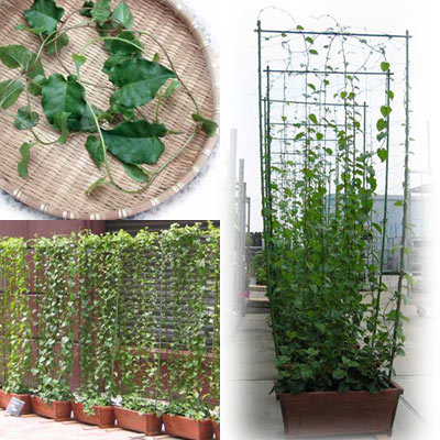 楽天市場】野菜の苗/オカワカメ（アカザカズラ）3号ポット4株セット