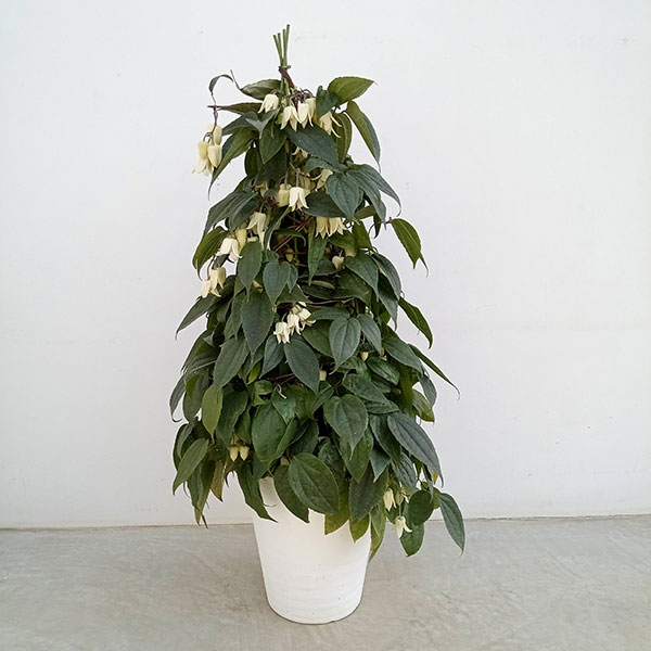 クレマチス　ポリッシュスピリット♥️ 四季咲き　ビチセラ 楽天市場】クレマチス ビチセラ 'ポリシュ スピリット' 2年苗 : お