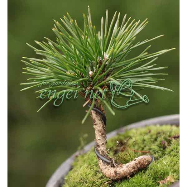 黒松 庭木 3本 ◆近畿地方限定送料無料 imgrc0106957030.jpg